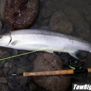 Dean River steelhead